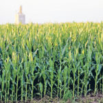 Researchers are only just beginning to understand why some corn varieties are more susceptible to ozone. | File photo