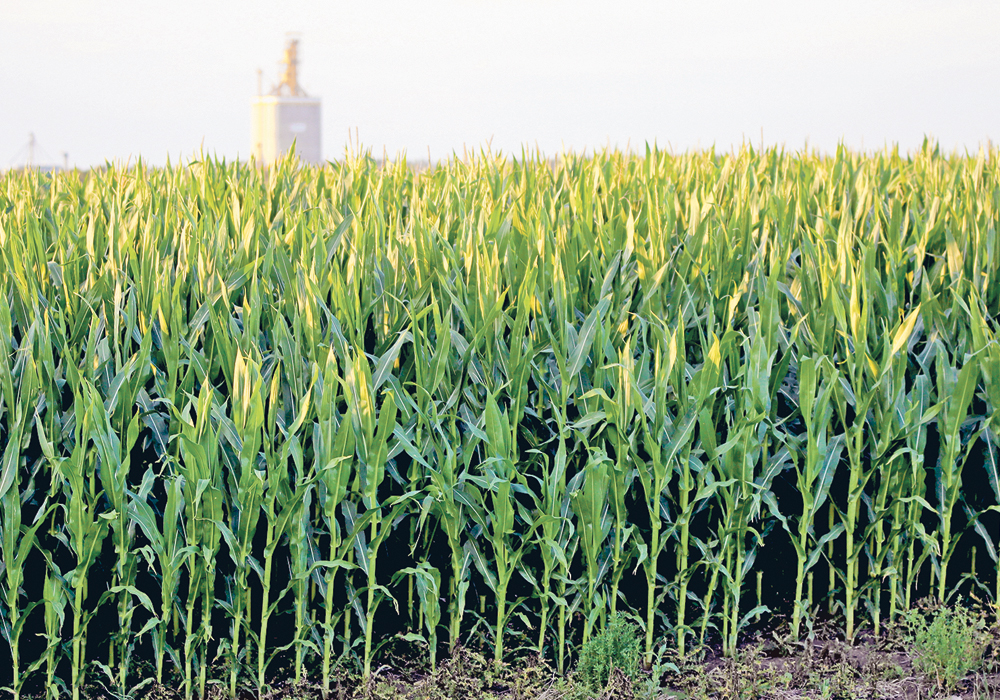 Researchers are only just beginning to understand why some corn varieties are more susceptible to ozone.  |  File photo