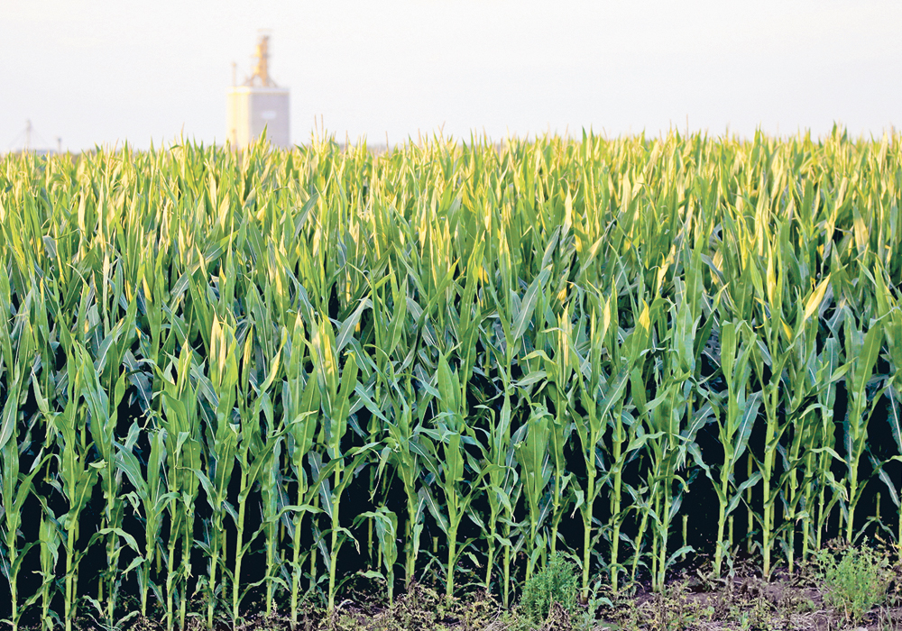 Rising ozone called a threat to corn varieties - Western Producer