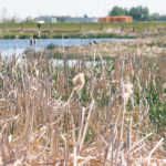 University of Saskatchewan research has found that neonics readily dissolve in water and don’t break down easily in the environment. | File photo