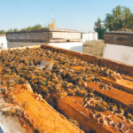 Farmers are now paying three times the price of what they used to pay for neonic-treated seed, for an alternative that is less effective. | File photo