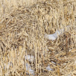 The falling number test is used to estimate the amount of sprout damage in cereals but does not take into account many other grading factors. | File photo