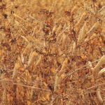 The plant protein market is expected to be worth $12.5 billion by 2024. | File photo