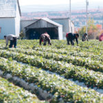 Farm employees at Ferme François Gosselin in Quebec pick strawberries in mid-October as harvest comes to a close. At its peak, the farm employs 125 employees. | Jeremy Simes photo