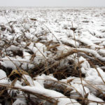 Overall, 2019 data for yield and quality losses won’t be calculated until all the claims are made on crop still left out in the field. Saskatchewan Crop Insurance Corp.’s chief executive officer, Shawn Jaques, said about 1.3 million insured acres are still unharvested.
| File photo