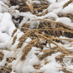 Whether it’s predictions about the weather or grain markets in the upcoming year, “reversion to the mean” probably makes the most sense. | File photo