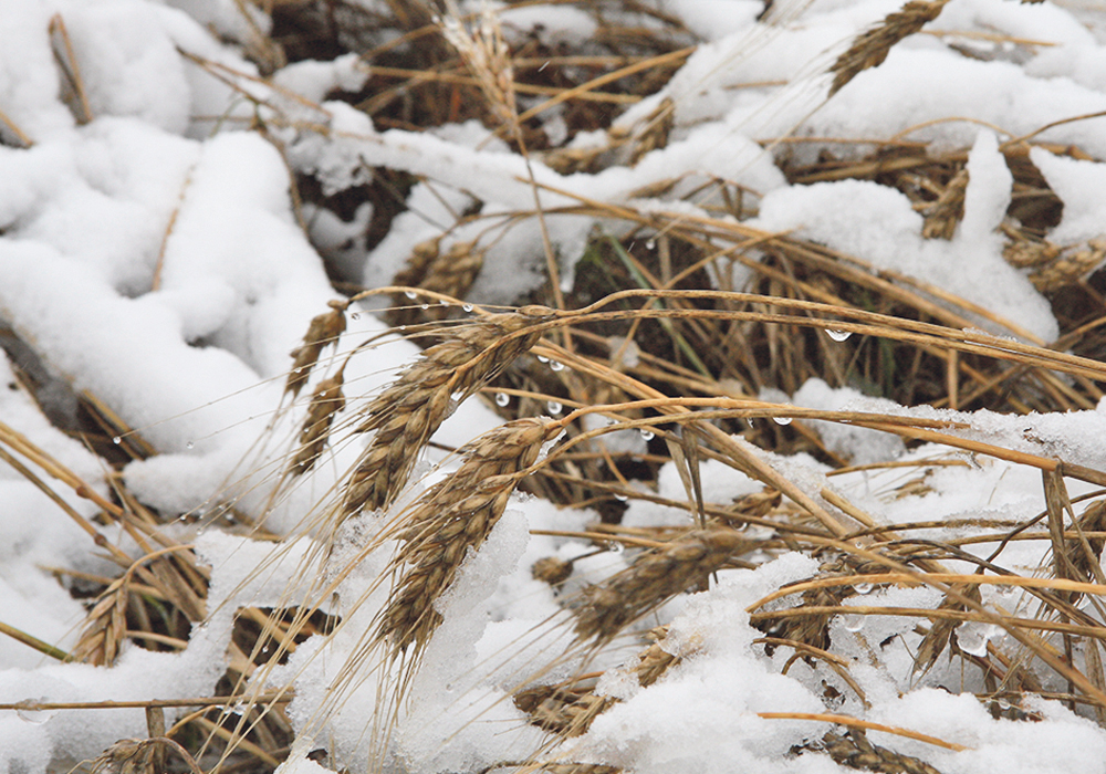 Whether it’s predictions about the weather or grain markets in the upcoming year, “reversion to the mean” probably makes the most sense.  |  File photo