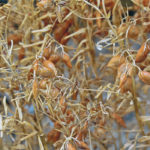 Lentils are one of the crops for which the International Grains Council plans to publish data later this year. | File photo