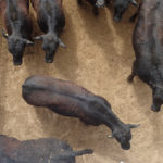 Ben DiCostanzo, senior analyst with Walsh Trading in Chicago, expects nearby live cattle futures would attempt to trade above US$130 per hundredweight over the next few months. | File photo