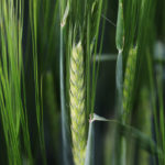 New varieties, such as AAC Synergy, CDC Bow and AAC Connect, provide farmers with a 10 to 15 percent yield bump over Metcalfe as well as improved protection from diseases, according to Peter Watts, the managing director of the Canadian Malting Barley Technical Centre. | File photo