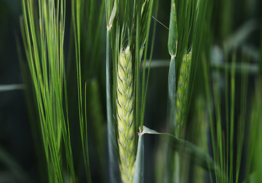 New varieties, such as AAC Synergy, CDC Bow and AAC Connect, provide farmers with a 10 to 15 percent yield bump over Metcalfe as well as improved protection from diseases, according to Peter Watts, the managing director of the Canadian Malting Barley Technical Centre. | File photo