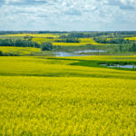 Hydrogenation-derived renewable diesel (HDRD) is starting to make inroads in the fuel sector.
HDRD can be made with the same plant-based feedstocks as biodiesel, so it has piqued the interest of groups such as the Saskatchewan Canola Development Commission.
| File photo