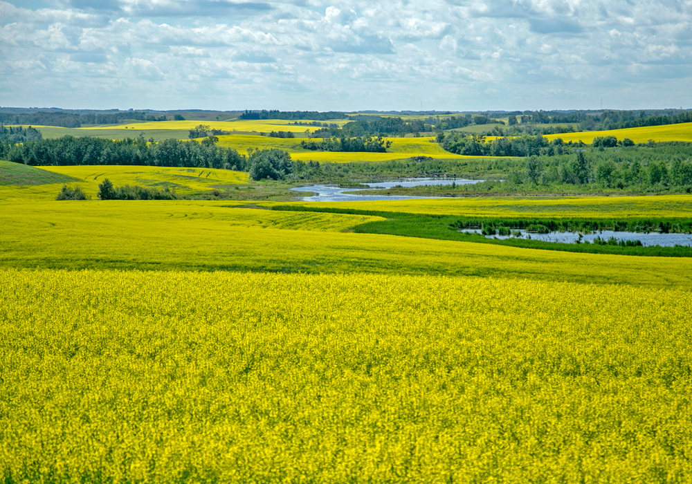 Hydrogenation-derived renewable diesel (HDRD) is starting to make inroads in the fuel sector.  HDRD can be made with the same plant-based feedstocks as biodiesel, so it has piqued the interest of groups such as the Saskatchewan Canola Development Commission.  | File photo
