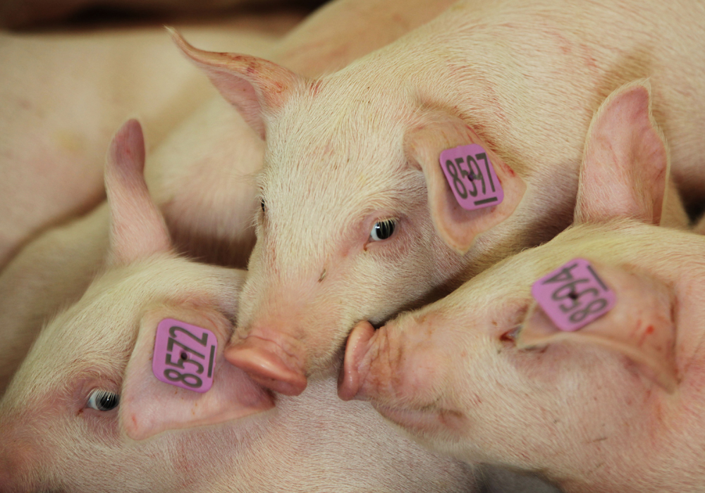 African swine fever (ASF) has added enormous uncertainty to the world’s pork markets as tens of millions of pigs in China, Southeast Asia and Western Europe have been infected by the disease. | File photo