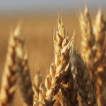 Average Canada Western Red Spring (13.5 percent) wheat prices were up by C$5 to C$9 per tonne, according to price quotes from a cross-section of delivery points compiled by PDQ (Price and Data Quotes). | File photo