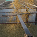 The center-left government of President Alberto Fernandez increased export taxes on soybeans, soymeal and soyoil to 30 per cent and nine for other agricultural products on Dec. 14. | File photo