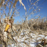 Toxin levels are largely driven by weather, said All-Tech feed expert Dr. Max Hawkins. Rain in the later harvest season across much of the West opened the door and mycotoxins inched their way in.
| File photo