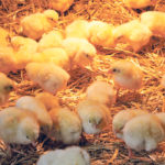 Antibiotics should remain part of responsible poultry care in spite of worries over antimicrobial resistance, says one poultry veterinarian. | File photo