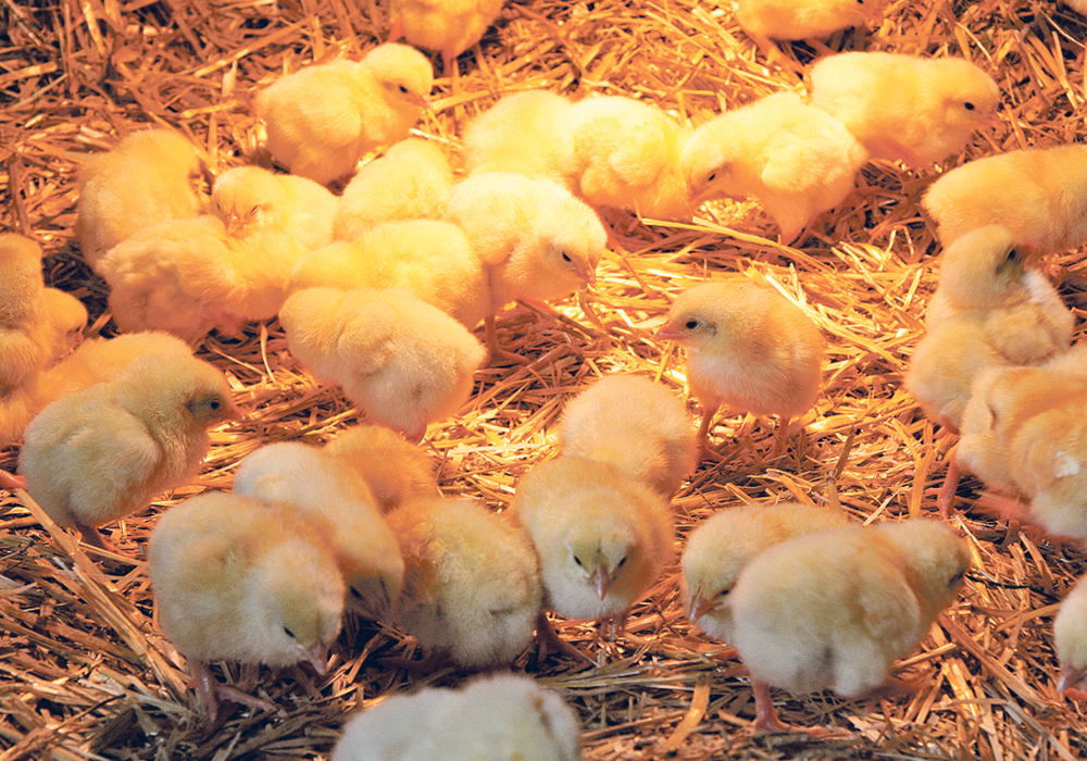 Antibiotics should remain part of responsible poultry care in spite of worries over antimicrobial resistance, says one poultry veterinarian.  |  File photo