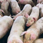 In the first 10 months of 2019, Canada exported more pork and beef to the EU than in 2018. But the Europeans are also selling more red meat to Canada. | File photo