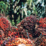 Palm oil fruits are seen at an African palm oil plantation in Guatemala in September. Palm oil prices have a heavy influence on world oilseed markets and palm oil futures are now trading at their highest levels in three years. | REUTERS/Luis Echeverria