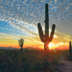 Phoenix is located in the Sonoran Desert, a striking landscape dominated by huge saguaro cactus. | Robin and Arlene Karpan photo