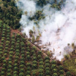 Drought and high temperatures have resulted in extensive forest fires in Indonesia. This one burns next to a palm oil plantation in Kapuas regency near Palangka Raya, Central Kalimantan province. | REUTERS/Willy Kurniawan