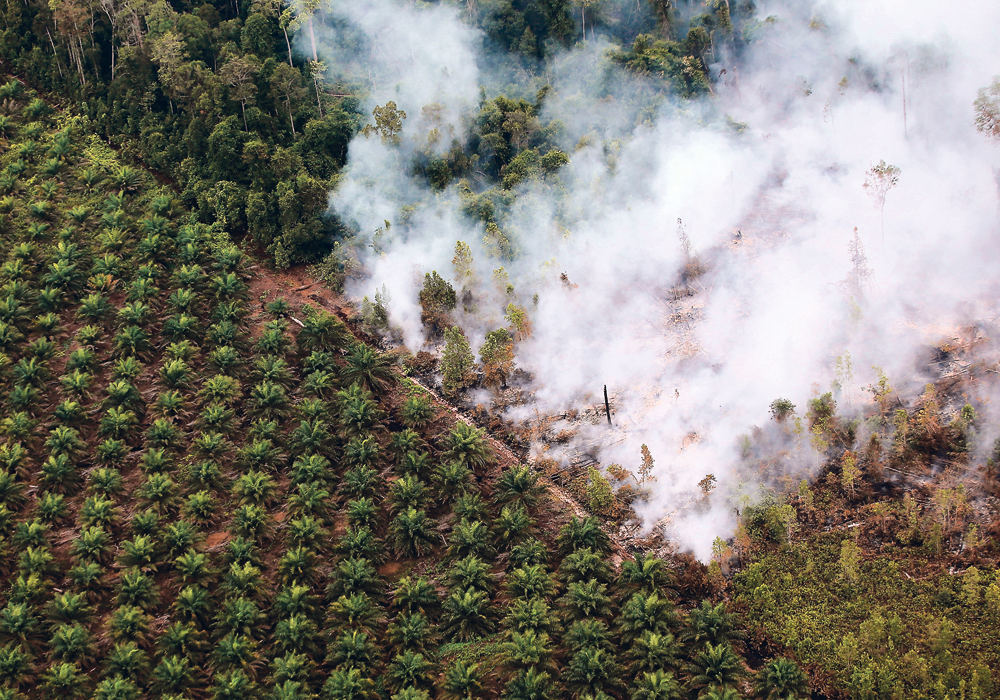 Drought and high temperatures have resulted in extensive forest fires in Indonesia. This one burns next to a palm oil plantation in Kapuas regency near Palangka Raya, Central Kalimantan province.  | REUTERS/Willy Kurniawan