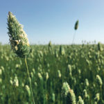 Canaryseed has typically been a crop that producers will store until prices improve or cashflow dictates a sale is necessary. | File photo