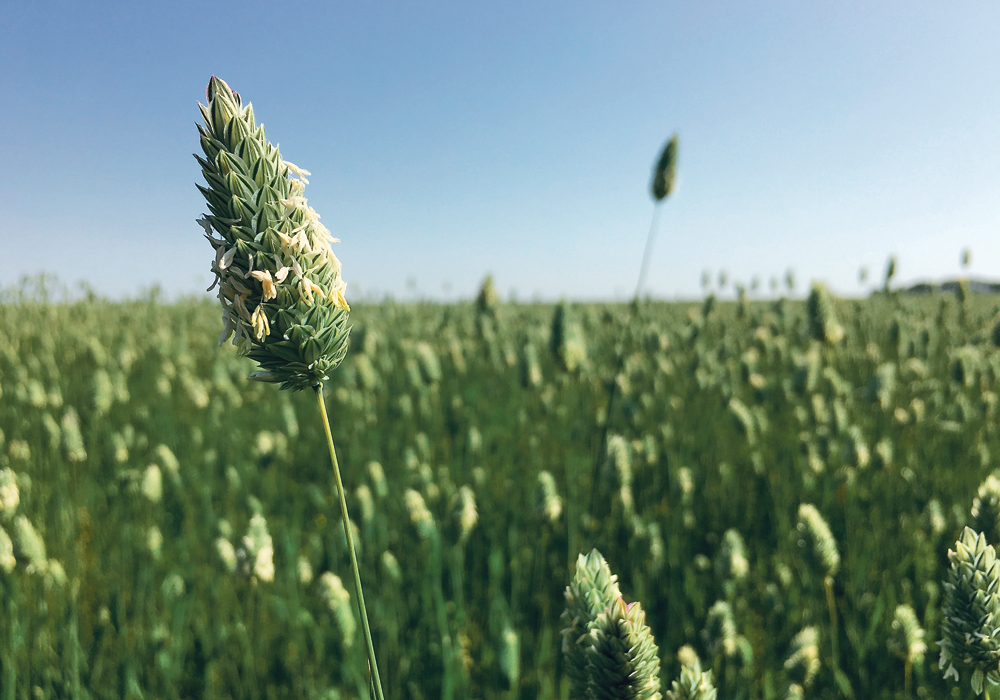 Canaryseed has typically been a crop that producers will store until prices improve or cashflow dictates a sale is necessary.  |  File photo