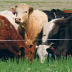 Intensive grazing with smaller paddocks allows for closer soil management, producers say . | File photo