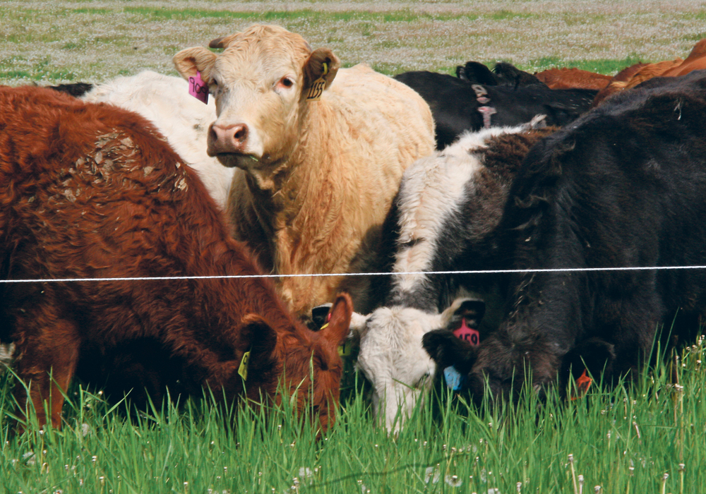Intensive grazing with smaller paddocks allows for closer soil management, producers say . | File photo