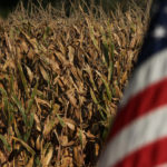 The predictions largely assume that the growing season will be good, that a U.S.-China trade deal might not be reached and African swine fever (ASF) will persist, suggested Seth Meyer, who was formerly U.S. Department of Agriculture World Agricultural Outlook board chair and is now a research professor at the University of Missouri. | File photo