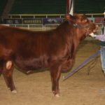 At the National Western Stock Show, the Gelbvieh champion spring bull calf went to Rodney and Tanya Hollman, owners of Royal Western Gelbvieh in Innisfail, Alta. The bull, born last April, was named RWG G418 Guilt Trip 9418 ET. | Barbara Duckworth photo