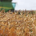 The Canadian Wheat Research Council will provide the University of Saskatchewan’s Crop Development Centre with more than $9.6 million over the next five years. | File photo
