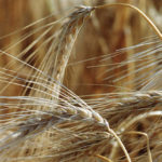 Barley prices jumped C$5 per tonne as the frigid weather descended on the feedlots. | File photo