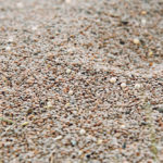 Red lentil bids climbed to 22.5 cents per pound at the start of 2020, up from 20 cents a month ago and a post-harvest low of about 17 cents. | Robin Booker photo