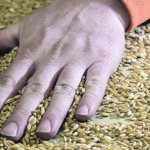 Seed companies have confirmed that they are considering the introduction of back-end variety-use contracts on a trial or pilot basis, possibly as early as this year. | File photo