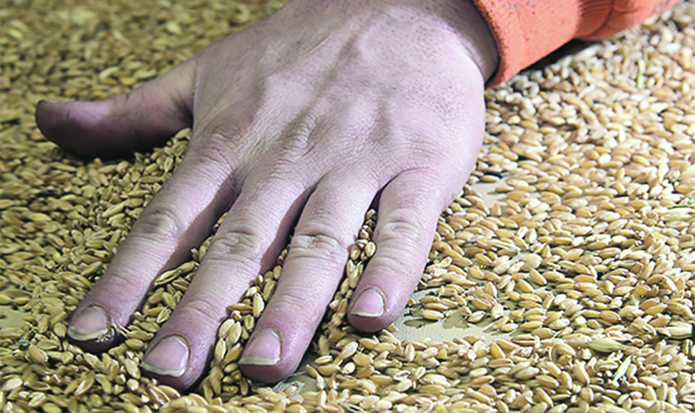 Seed companies have confirmed that they are considering the introduction of back-end variety-use contracts on a trial or pilot basis, possibly as early as this year.  |  File photo