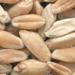 Fusarium is difficult to control and can rob producers of yield and grade. | File photo