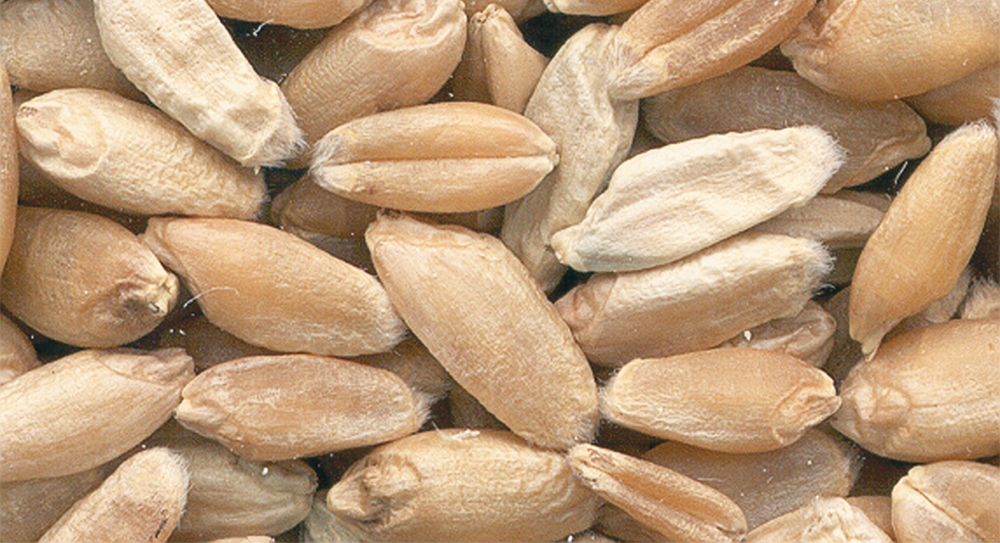 Fusarium is difficult to control and can rob producers of yield and grade. | File photo