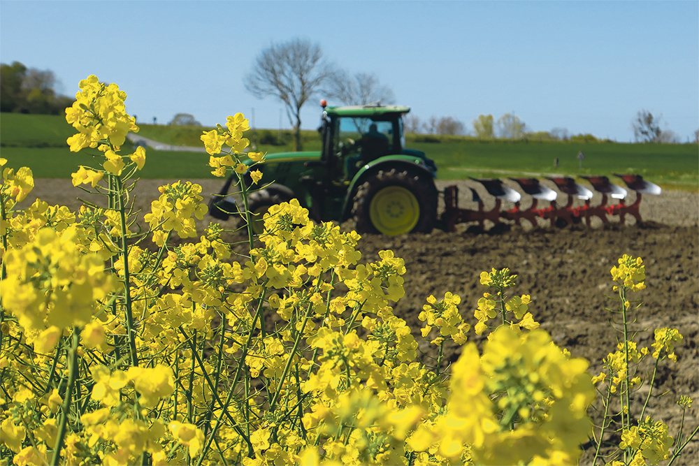 Winter rapeseed, a popular crop in Europe, is particularly sensitive to temperatures at certain times of year, which is reflected in annual yields that can vary by as much as 30 percent.  | REUTERS photo