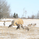 Over the past nine years, nearly 1,400 big game claims have been received each year at a total average cost of $5.8 million annually. | File photo