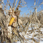 Overall, the carbon tax increased the drying cost by $1.7 million, just for drying corn. | File photo