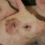 ASF has never been found in Canada and there are national efforts underway to keep it from entering the country and to deal with it should it arrive. An outbreak of the disease would close borders and cause havoc in the pork industry. | File photo