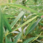 More American growers have planted hemp since the government eased its regulations, and demand is increasing for products derived from the crop. | File photo