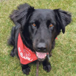 Ernie, a member of the St. John’s Ambulance Therapy Dog team in Saskatoon, regularly visits patients and staff at the Royal University Hospital’s emergency room in that city. | Teri Rothenburger photo