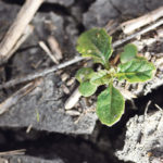 Carbon from bigger crops and more robust plants like this hybrid canola, and their larger root systems, is being sequestered at higher rates than it was in the past from annual cropping. As well, new breeding technologies are enhancing that with every breeding cycle. | Michael Raine photo