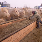 Cattle need to eat more in colder weather, which underpinned prices and led to an uptick in buying interest during the latest cold snap. | File photo