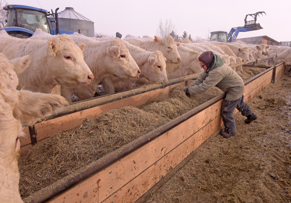 Cattle need to eat more in colder weather, which underpinned prices and led to an uptick in buying interest during the latest cold snap. | File photo